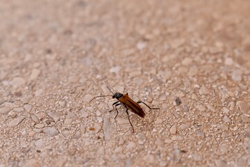 A detailed image of the yellow-winged leaf beetle (Oedemera femorata), emphasizing its yellow elytra and fine body textures