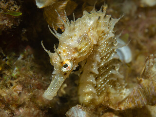 langschnäuziges Seepferdchen, Unterwasserfoto, Costa Brava, Spanien, Mittelmeer, Hippocampus guttulatus