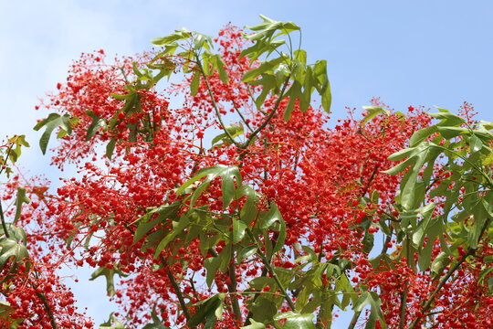 red flowers of Brachychiton acerifolius tree in the garden