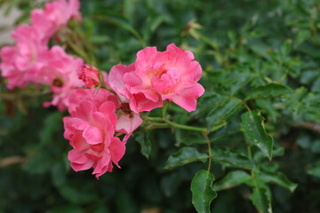 Close-up of vibrant pink roses blooming on a rose bush 