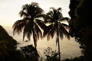 Two palms silhouettes on the hill near Caribbean sea in golden sunset time. Trinidad and Tobago, Tobago, Castara, March 27, 2025.