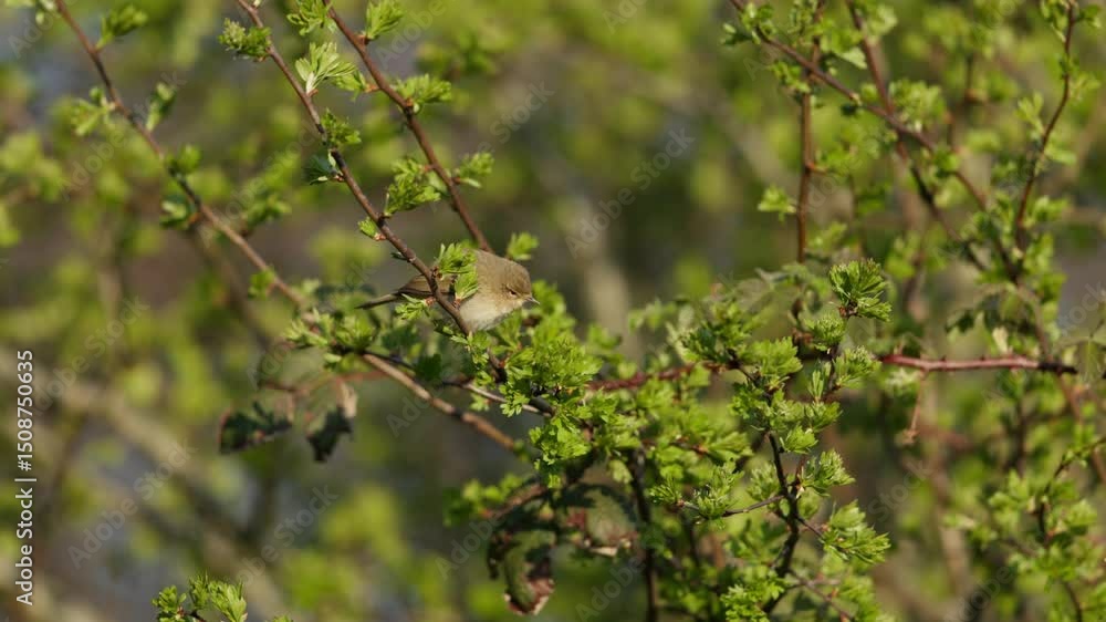 Poster common chiffchaff bird resting on a leafy branch while looking around, closeup slow motion