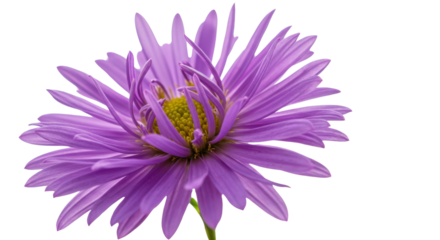 Purple daisy flower isolated on white background