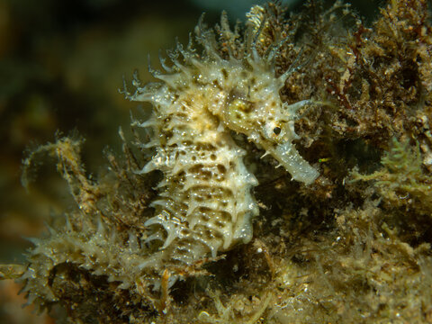 langschn&auml;uziges Seepferdchen, Unterwasserfoto, Costa Brava, Spanien, Mittelmeer, hippocampus guttulatus