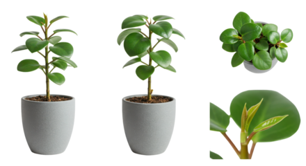 Baby rubber plant in a pot arrangement isolated PNG with Transparent Background