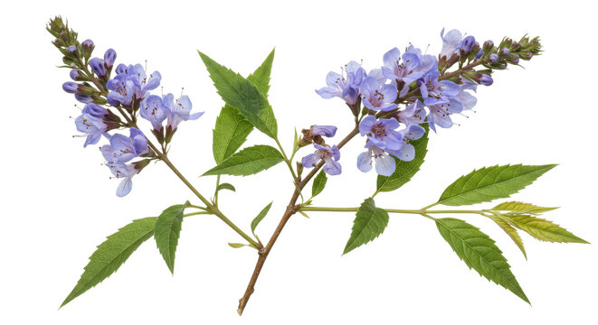 Vitex agnus castus flowering branch with green leaves isolated on white
