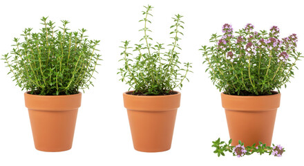 Three stages of thyme plant growing in terracotta pots isolated PNG with Transparent Background