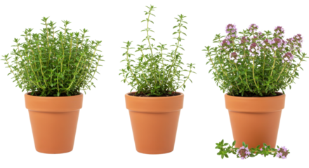 Three stages of thyme plant growing in terracotta pots isolated PNG with Transparent Background
