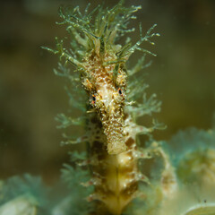 langschnäuziges Seepferdchen, Unterwasserfoto, Costa Brava, Spanien, Mittelmeer, Hippocampus guttulatus