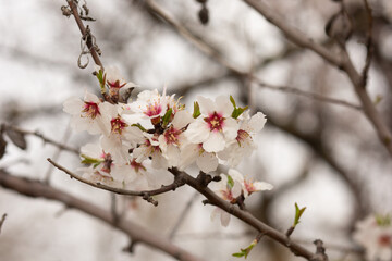 Almond bright white flowers blooming on branches tree