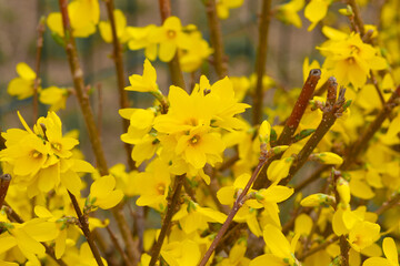 Forsythia bright yellow flowers blooming on branches