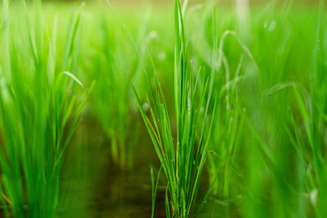 close up photo of Paddy Rice Plants During Early Growth Stage