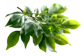 Fresh green leaves on branch with vibrant colors and details