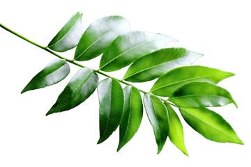 Green curry leaf branch with lush leaves on clear backdrop