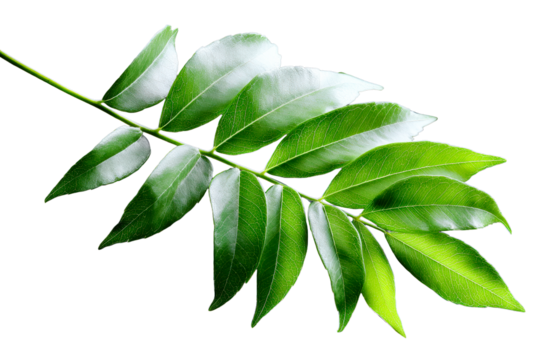 Green curry leaf branch with lush leaves on clear backdrop