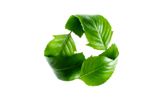 Green leaves forming a circular pattern with a transparent background