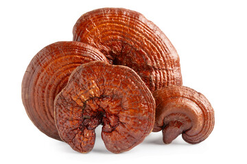 Lingzhi or Reishi mushroom isolated on white background with clipping path.