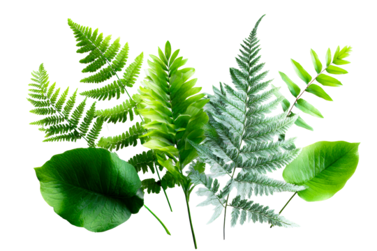 Multiple green ferns and leaves arranged with transparent background