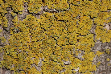 close up of bark of a tree with lichen	