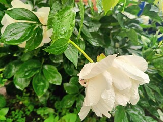 the peony flower bent under the weight of raindrops