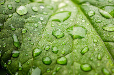 Beautiful large drop morning dew in nature, Drops of clean transparent water on leaves. Sun glare...