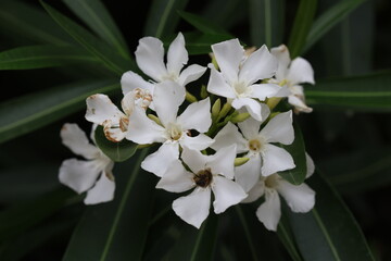 close up of white oleander flowers