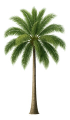 Tall lush green palm tree with detailed fronds and textured trunk on transparent background.