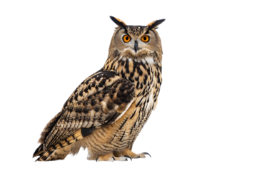 Majestic Eurasian Eagle Owl A Stunning Portrait of a Wild Bird