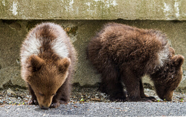 Young bears on the Transfagarasan Road in Romania