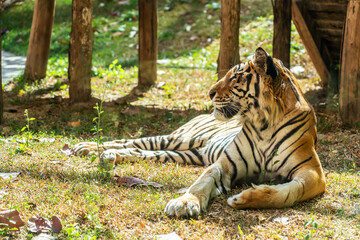 On a bright sunny day, a majestic Royal Bengal Tiger rests alertly on a raised platform in the zoo,...