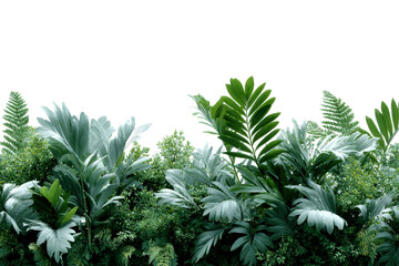 Green tropical plants on a transparent background for design use