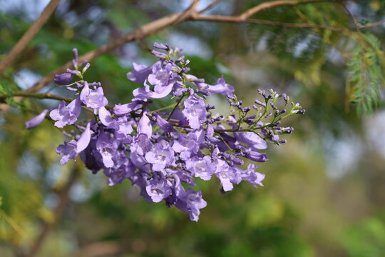 Jacaranda mimosifolia flowers in spring 