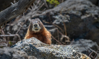 Yellow Bellied Marmot in Yellowstone National Park, Wyoming, USA