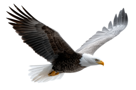 Majestic eagle soaring with wings wide open against a clear backdrop