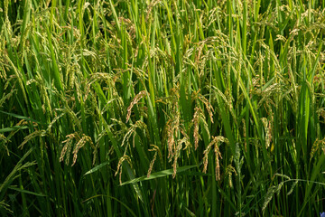 夏の緑の林を映す湖面
