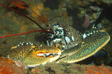 Unterwaserfoto eines Hummers im Mittelmeer. Spanien, Costa Brava, Homarus gammarus