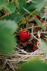 Ripe harvest of sweet strawberry in the summer garden. Fresh big red berries close up