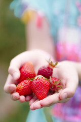 A little girl's handful of big ripe strawberries. Summer in the countryside. Natural healthy eating