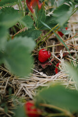 Sweet ripe strawberry on the bush among grass in the summer garden close up