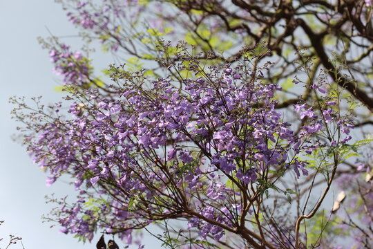 Jacaranda mimosifolia flowers in spring 