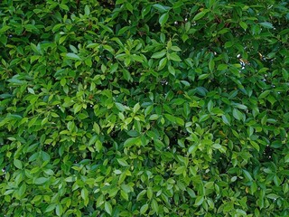 green leaves background