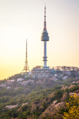 Seoul area, sunset, cherry blossoms in full bloom at N Seoul Tower, spring