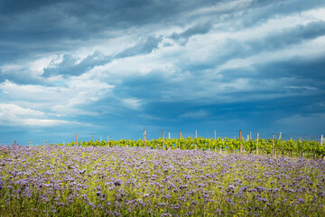 vineyard and blooing meadow in spring near neckenmarkt, Burgenland