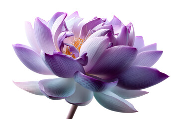 Pink and purple lotus flower on a transparent background