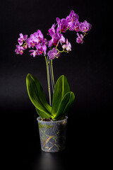 Floral concept. Orchid growing tips.  Most commonly grown house plants. Orchids blossom close up....