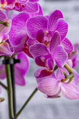 Floral concept. Orchid growing tips.  Most commonly grown house plants. Orchids blossom close up....