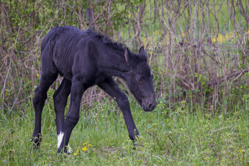 Portrait of a foal walking in a meadow