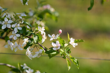 close up of a blossoming apple branch with blurred background