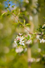 close up of a blossoming apple branch with blurred background