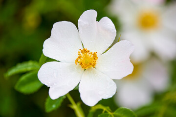 landscape with rose hips on a spring day